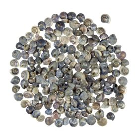 Shells 1kg Pambookan-Navel snail black natural