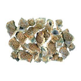 Shells 1kg Penchiman-Tüskés helmet snail natural