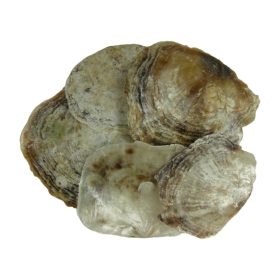 Shells 1kg Placenta purple natural