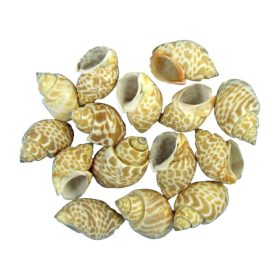 Shells 1kg Pura muttai-Bábelcsiga natural