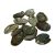 Shells Abalone natural