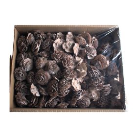 Cédrus rózsa fej 5-7cm zúzmarás Z397. árcsop.