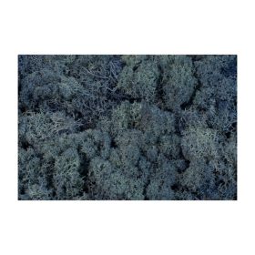 Izlandi zuzmó kék Z337. árcsop.