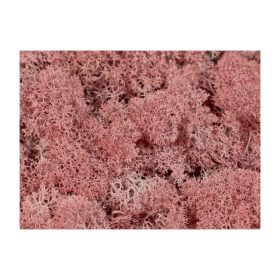 Izlandi zuzmó rózsaszín Z147. árcsop.