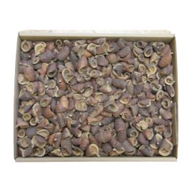 Lali natúr Z148. árcsop.