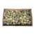 Lotus medium 6-8cm wax cream Z377. price tag