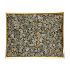 Lotus mini natúr Z064. árcsop.