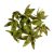 Wildlilie wall paint-like orange Z113. price tag 120 pcs/pack