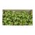 Wildlilie wall paint-like olive Z114. price tag 120 pcs/pack