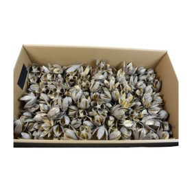 Wildlilie viaszos szürke Z366. árcsop. 120db/krt.