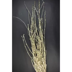 Nyírfa vessző 40cm pezsgő