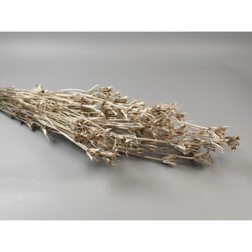 Nigella orientale 100g pezsgő
