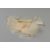 Toll pulyka 10g/cs barack