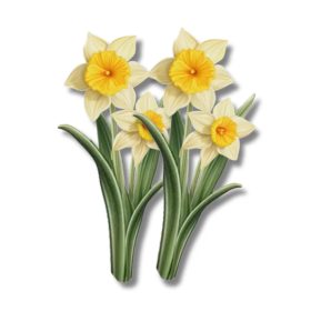 Nyomtatott dekorkarton - Nárcisz 2db/csomag