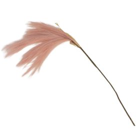 Pampafű ág - barack