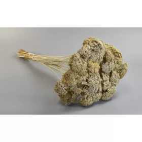 Achillea falfestékes fehér