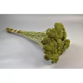 Achillea falfestékes olíva