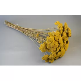 Achillea natúr
