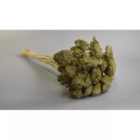 Achillea prep. hamvas mohazöld
