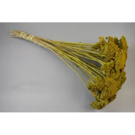 Achillea prep. mohazöld