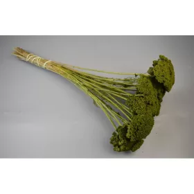 Achillea prep. vil.zöld