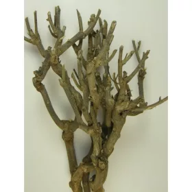 Curry bush 30-45cm natúr