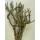 Curry bush 30-45cm natúr