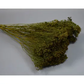 Broom Bloom 100g söt.zöld