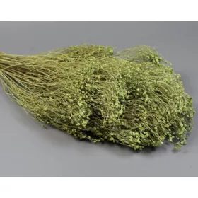 Broom Bloom 100g falfestékes vil.zöld