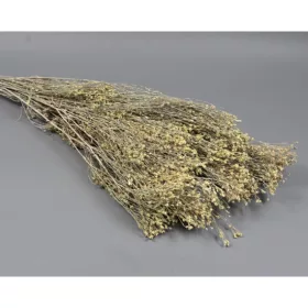 Broom Bloom 100g falfestékes fehér