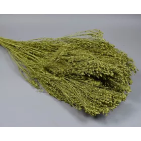 Broom Bloom 100g falfestékes olíva