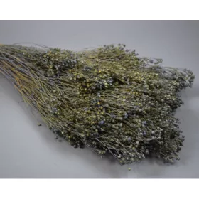 Broom Bloom 100g falfestékes very peri