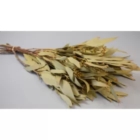 Eukalyptus lándzsa levelű terméssel natúr