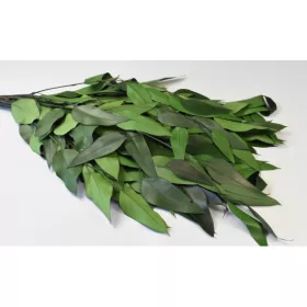 Eukalyptus lándzsa levelű spec. prep. söt.zöld