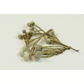 Brunia albiflora natúr