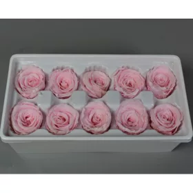 Örökrózsa 4cm rózsaszín