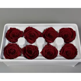 Örökrózsa 5cm bordó