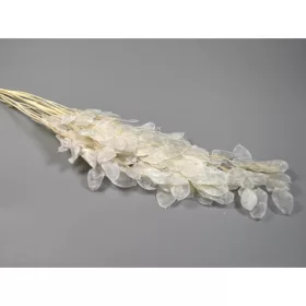 Lunaria Holdviola fehérített 20g/cs