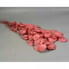 Eukalyptus kerek levelű prep. feh.rózsaszín
