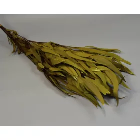 Eukalyptus lándzsa levelű terméssel prep. oliva