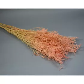 Sóvirág Limonium latifolium prep. barack