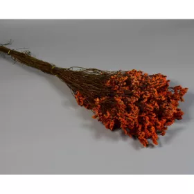 Sóvirág Limonium sinensis prep. narancs
