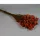 Sóvirág Limonium sinensis prep. narancs