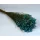 Sóvirág Limonium sinensis prep. vízkék