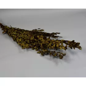 Eukalyptus parvifolia prep. oliva