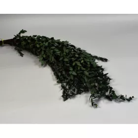Eukalyptus parvifolia prep. zöld
