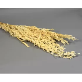 Eukalyptus parvifolia prep. fehérített