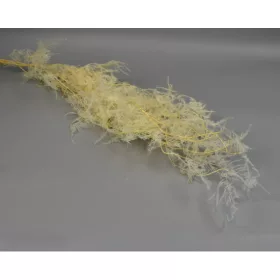 Asparagus plumosus prep. fehérített