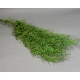 Asparagus plumosus prep. zöld