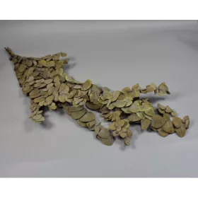 Eukalyptus ezüstdollár Cinerea prep. oliva
